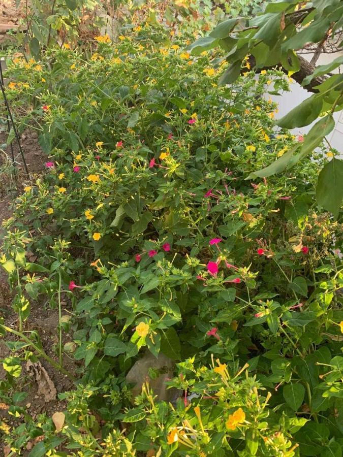 דוברובניק Rooms Garden מראה חיצוני תמונה